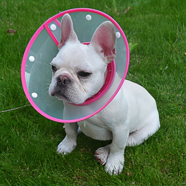 戈赞,猎兔犬肌肉拉伤怎么治疗