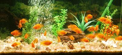 鱼缸水是清澈的但是有异味,孔雀鱼缸有异味怎么处理