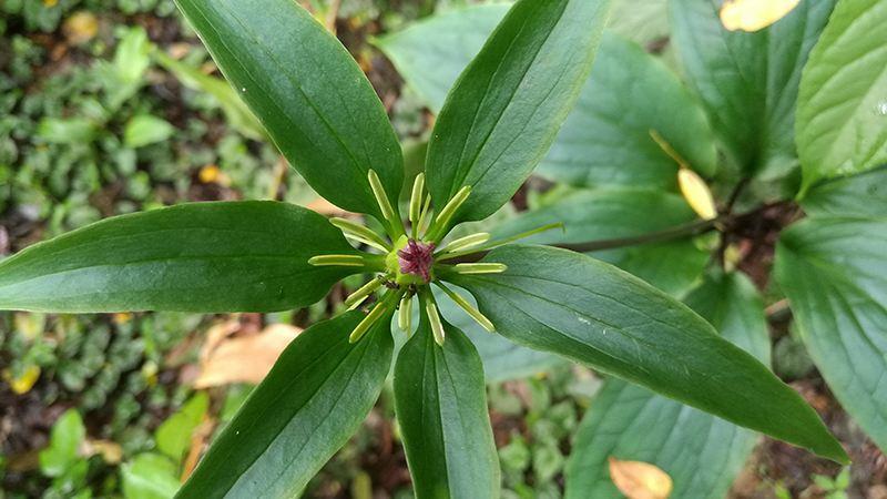 野生植物野草,常见的野生杂草
