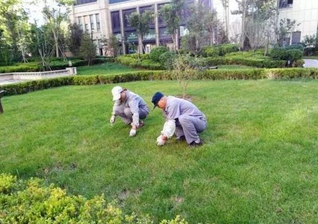 球场草坪施工方法教程,球场怎么铺草坪效果最好