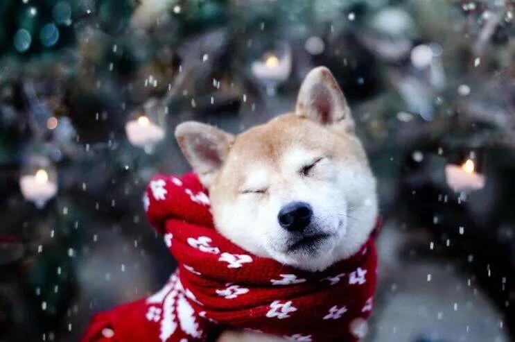 狗狗秘籍,狗狗训练宝典