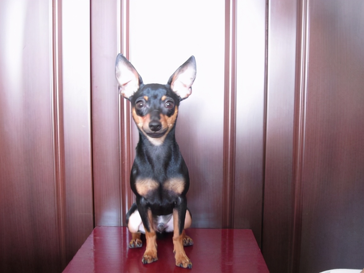 小鹿犬的训练方法,如何训练6个月的小鹿犬