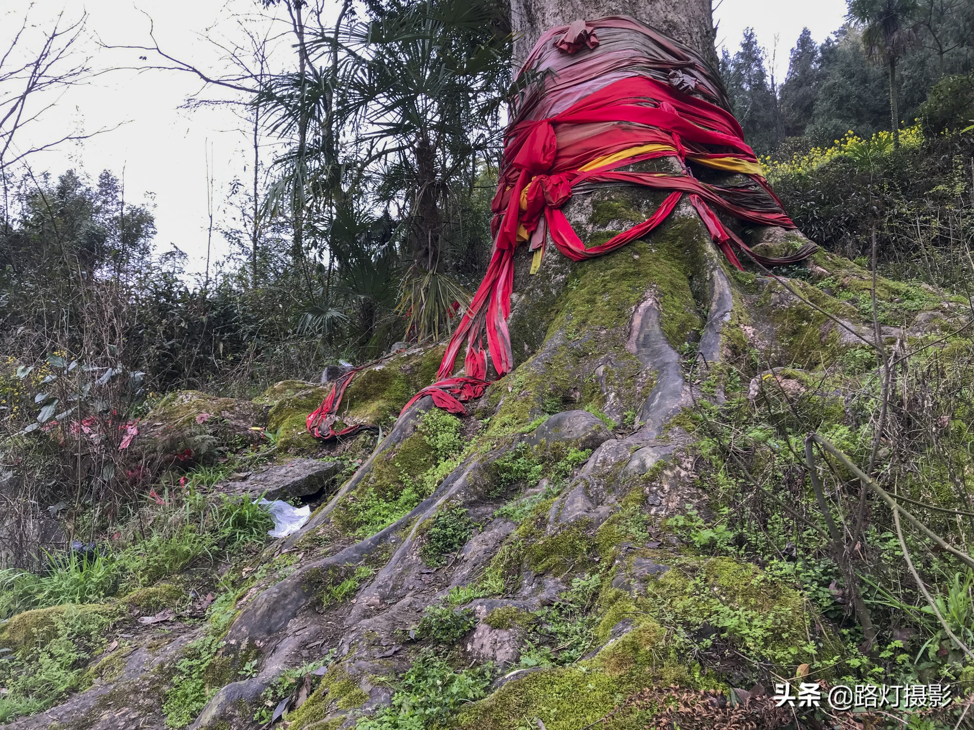 贵州金丝楠木树王还活着吗,贵州发现一棵千年楠木王