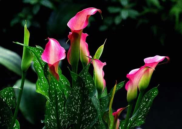 马蹄莲观赏内容,一盆马蹄莲