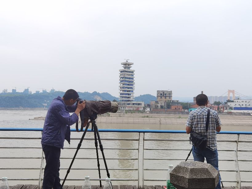 江豚戏水，醉美长江