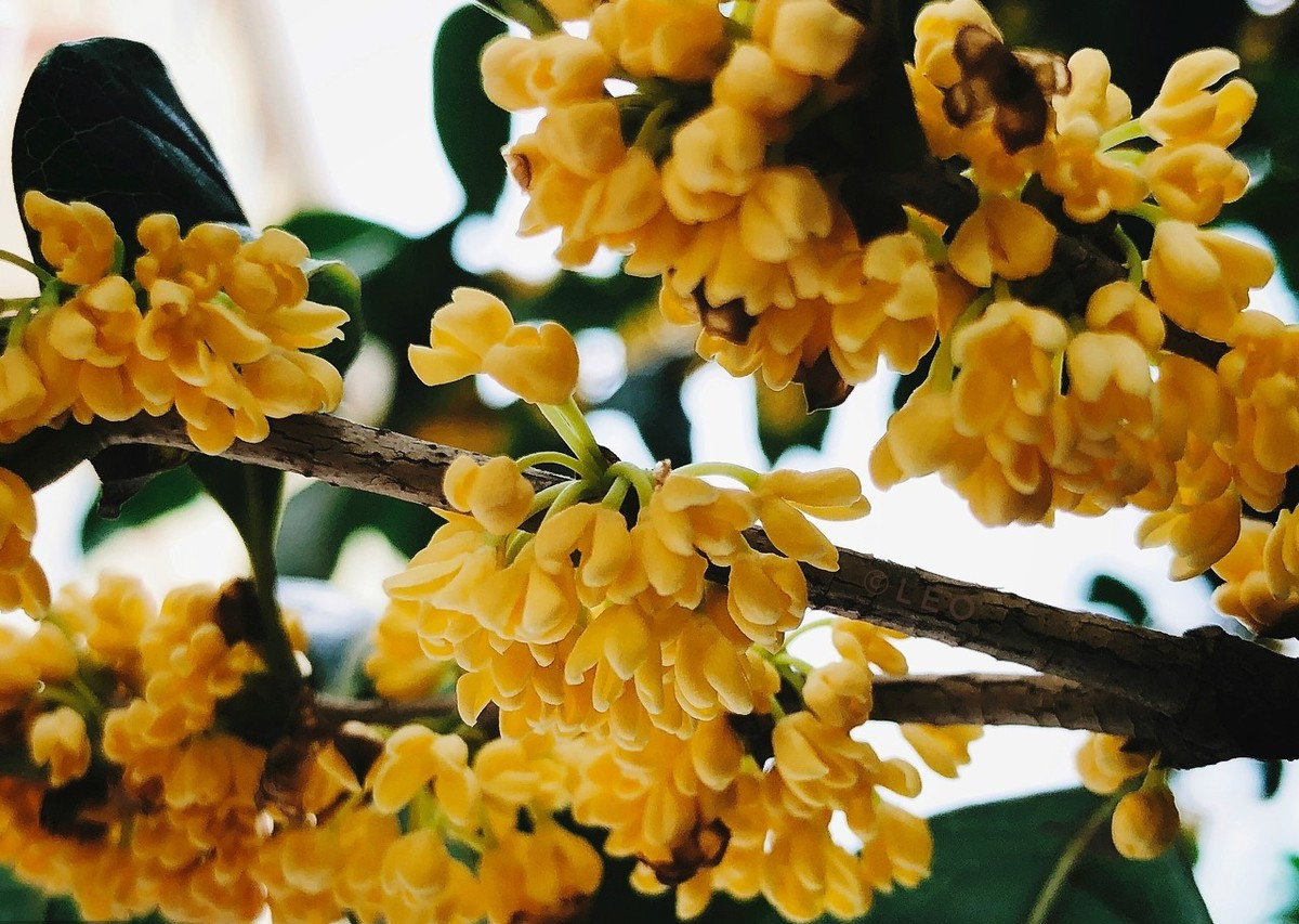 桂花树什么品种最好养,家庭院栽桂花树哪个品种最好