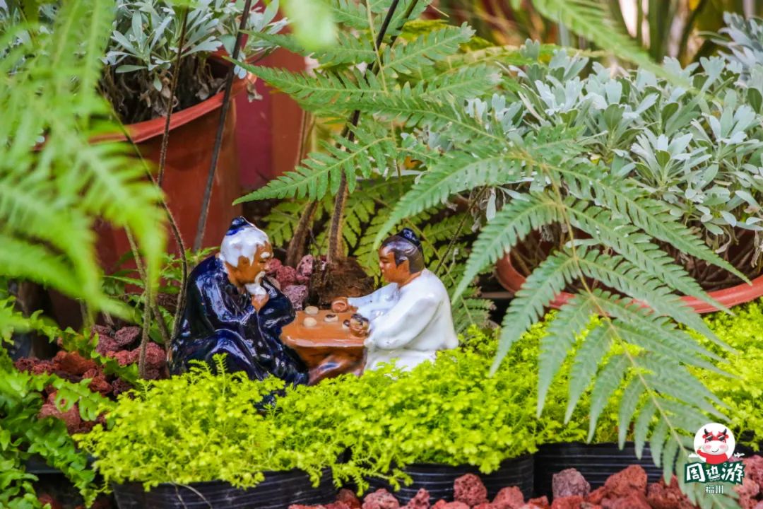 福州菊花展21年还有吗,福州西湖菊花展人山人海