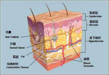 你真的了解肌肤吗,你真的懂肌肤吗