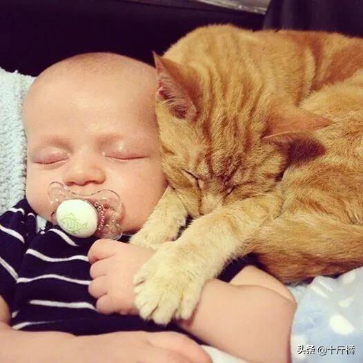 弓形虫不治会有什么危害,弓形虫是孕妇和胎儿的大敌