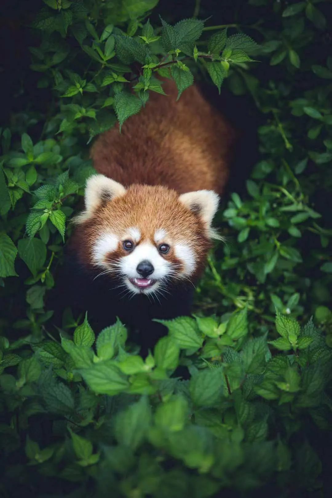 2017年九寨沟地震预兆,地震前的九寨沟人间仙境