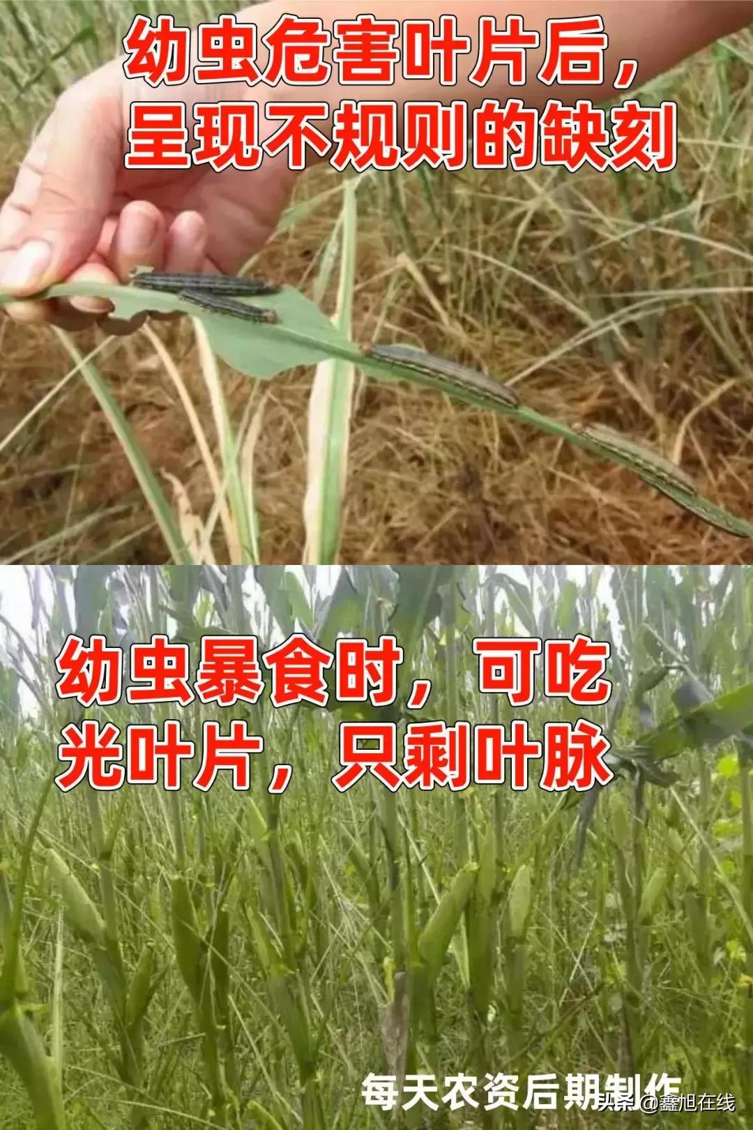 9大肉虫防治，赶紧认清