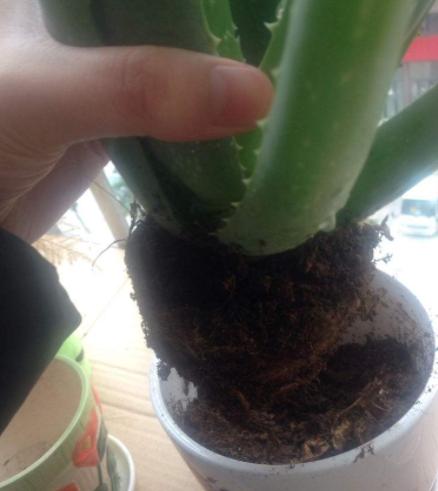 芦荟黄叶了能修剪吗,芦荟黄叶缺什么