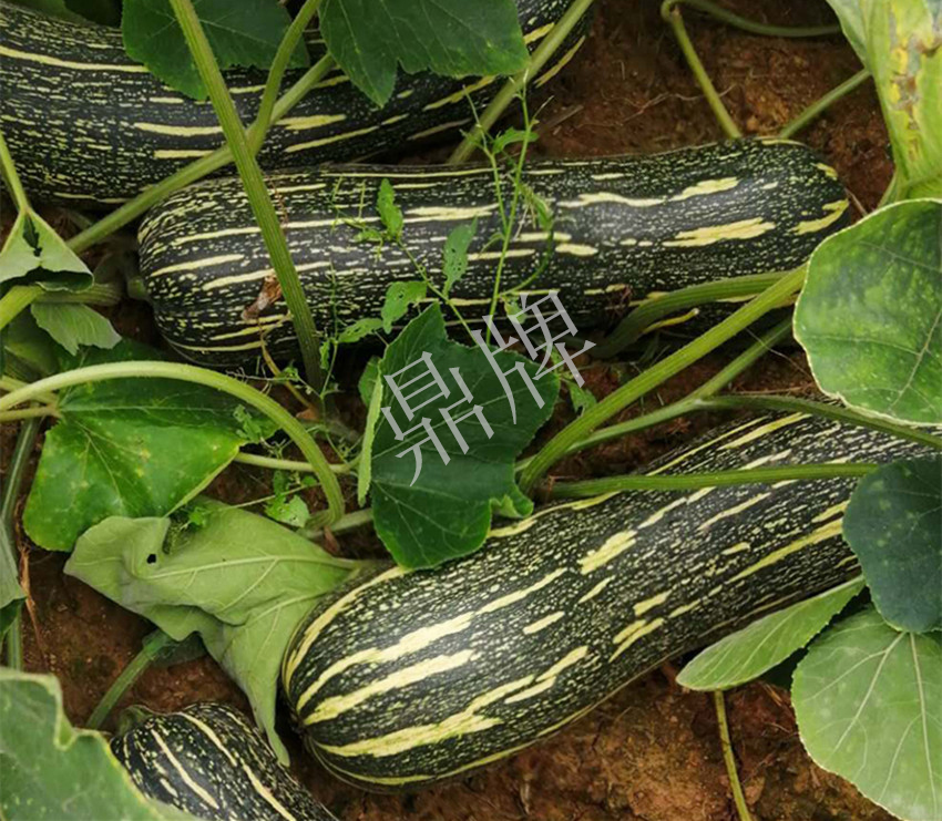 2010年的科研成就,10年潜心研究12项专利