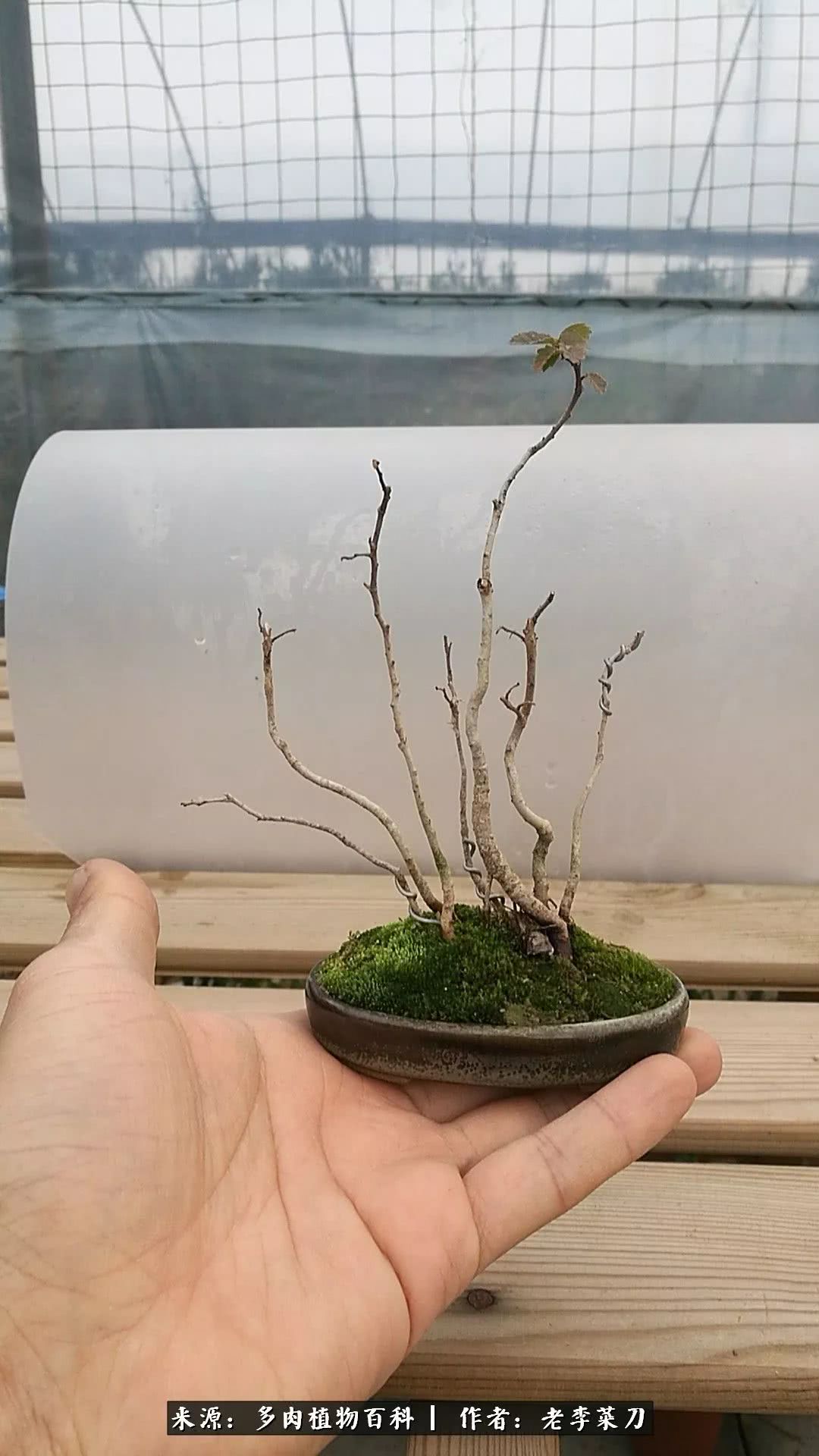 生石花僵苗怎么办,生石花谢后怎么办