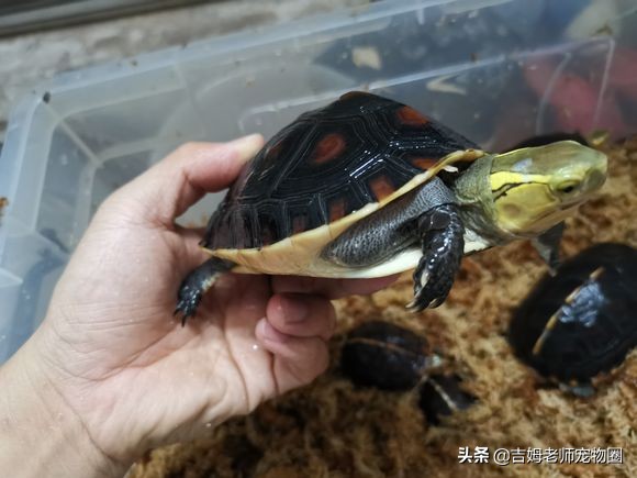 养乌龟新手入门黄缘龟,黄缘龟常见病及预防