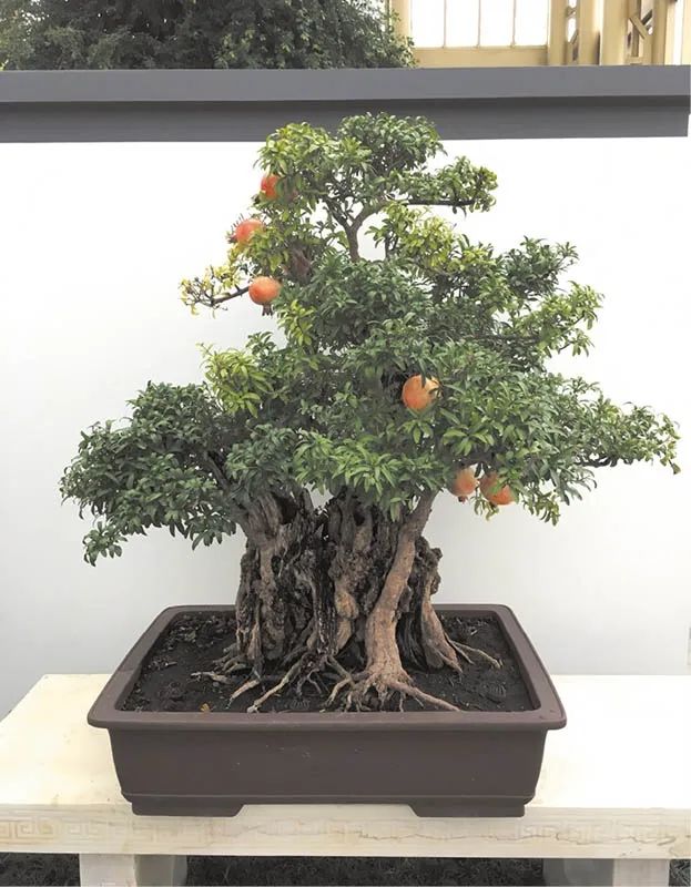 盆景素材十大排名 (什么盆景素材最好)