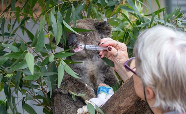 考拉能不能当宠物,如何养宠物考拉