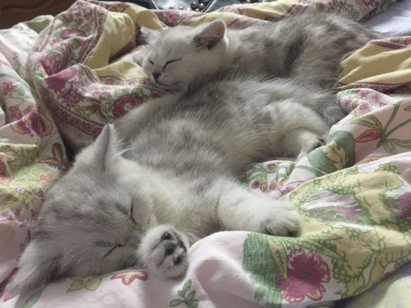 两个月的小猫感染猫瘟，只怪自己贪便宜，买了不该买的猫