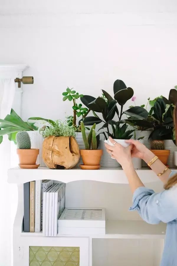 吸甲醛吸苯植物十大排行榜,什么绿色植物吸甲醛和苯