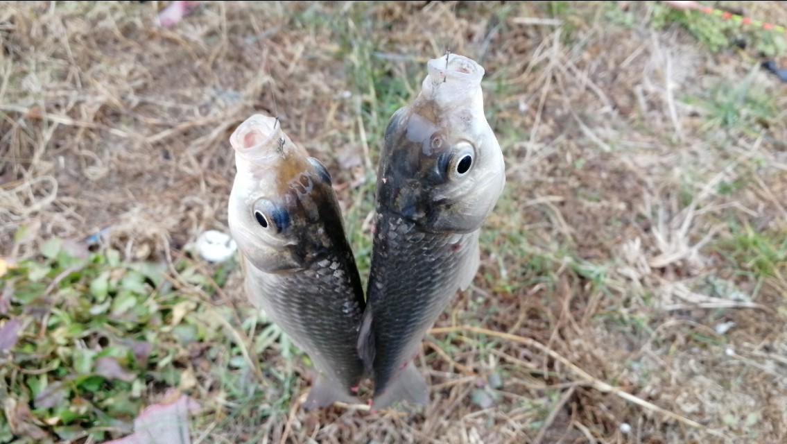 钓鱼打不中鱼的原因,钓鱼挡口的原因及解决方法