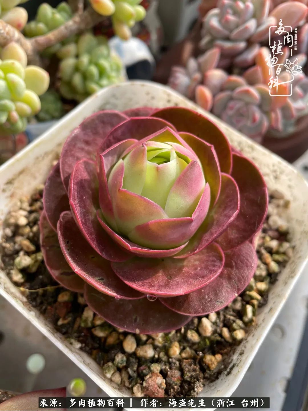 山地玫瑰养护顺口溜,山地玫瑰的养护种植注意事项视频