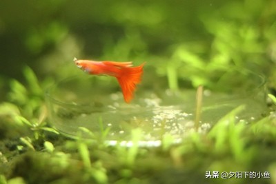 开缸黄水怎么办,新开缸黄水现象多久可以恢复