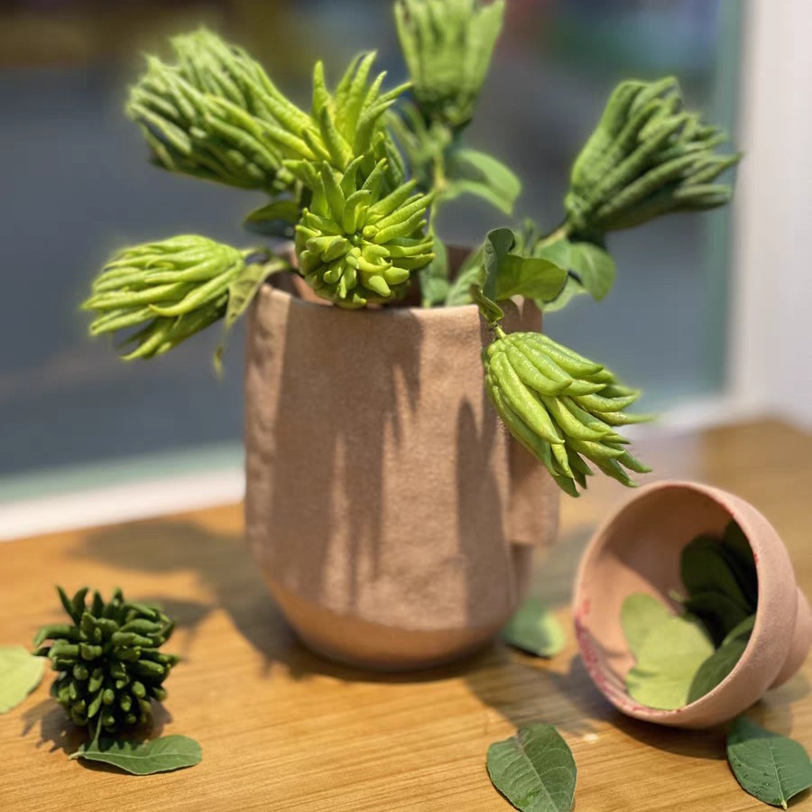 小时候怎么没听说过佛手瓜,佛手瓜和佛手不是一种东西吧