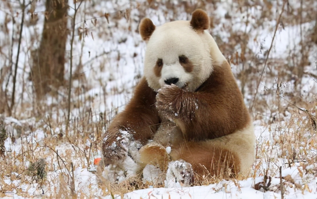 熊猫为什么黑白相间是为了伪装,熊猫为了躲避饲养员伪装成蒲公英