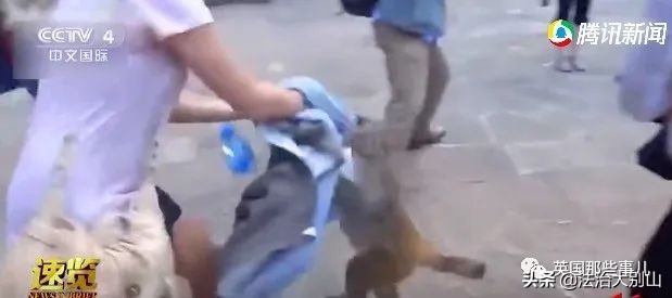 泰国疫情猴子,泰国猴子抗击疫情视频