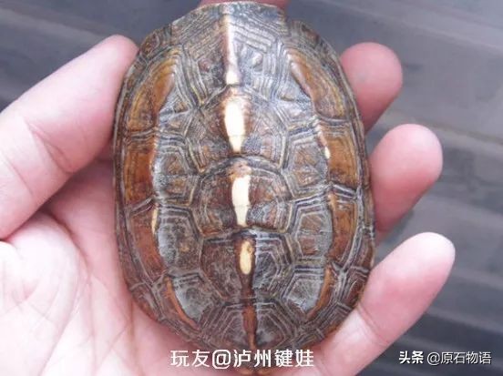 文玩要盘得好包浆请远离四大克星,盘龟壳会玉化包浆后效果视频