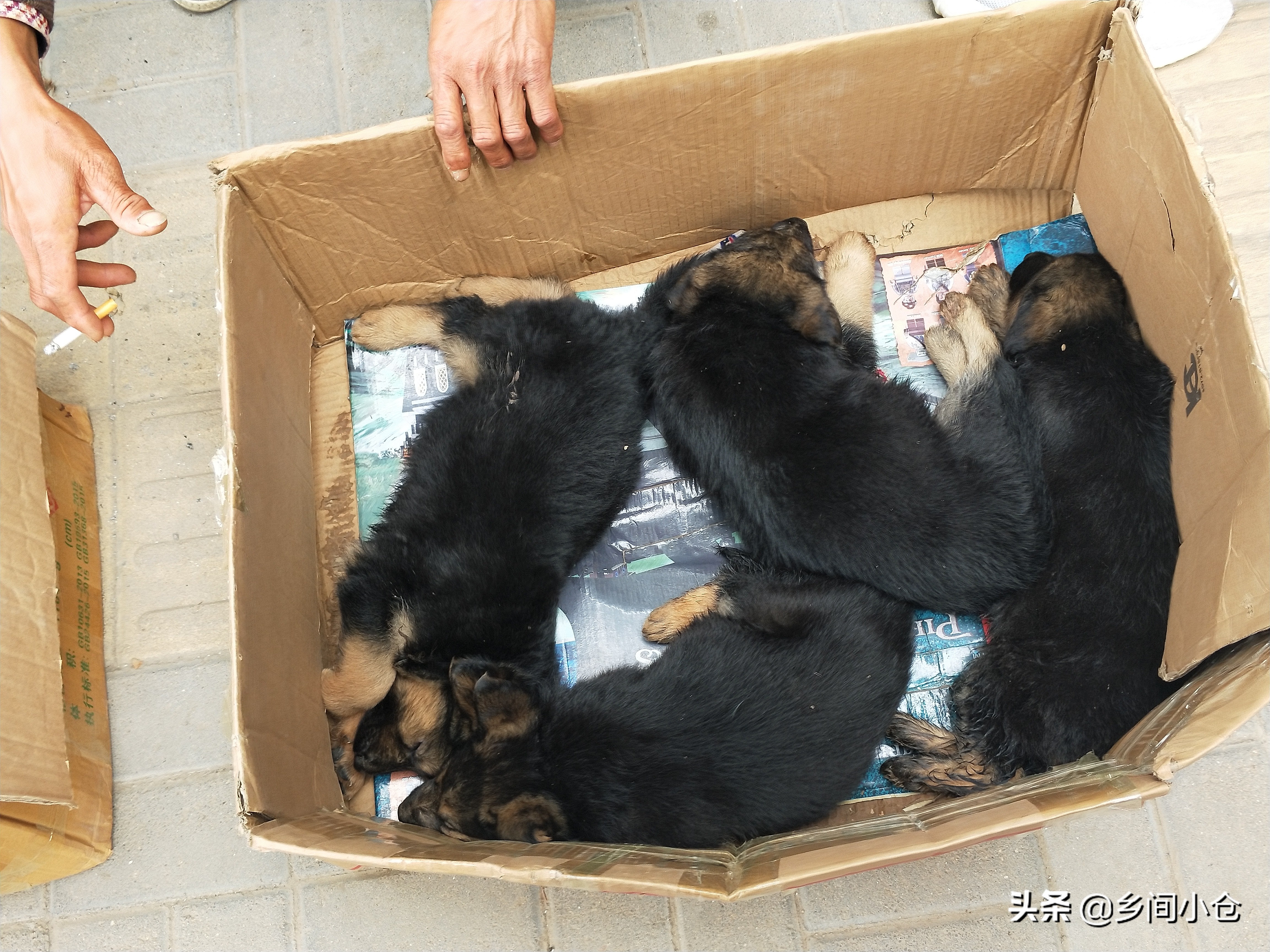 小妹子逛狗市遇到没见过的品种,大型狗市都有什么品种