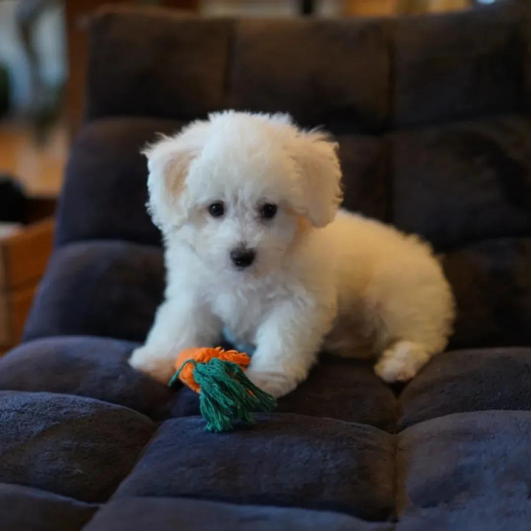 夏季狗狗咬人,夏天怎么防止狗狗挠人