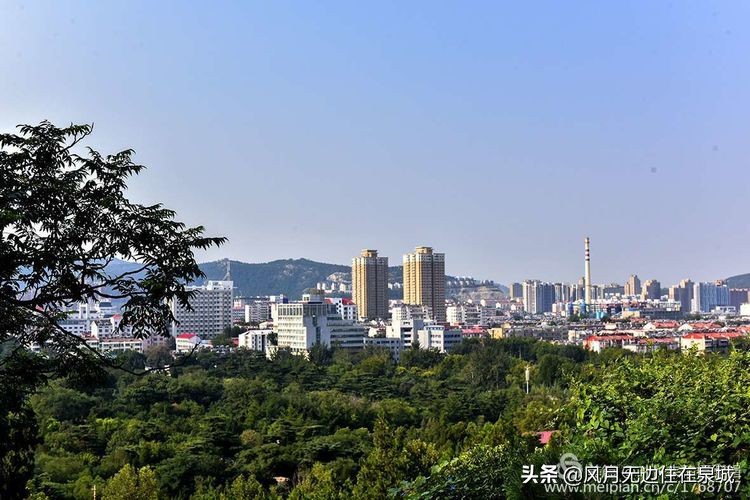 济南秋天的法国梧桐,济南一颗梧桐树