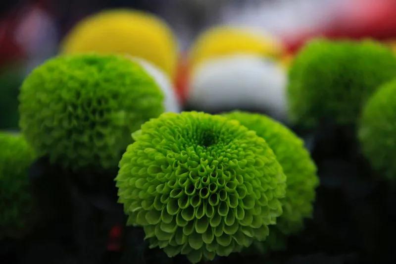 喜欢菊花有啥说法吗,喜欢菊花的人多吗