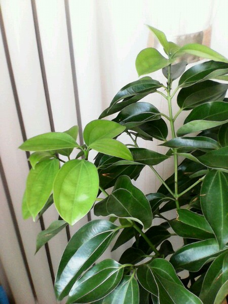 平安树的枝干变黑了怎么办,平安树正常叶子是什么样的