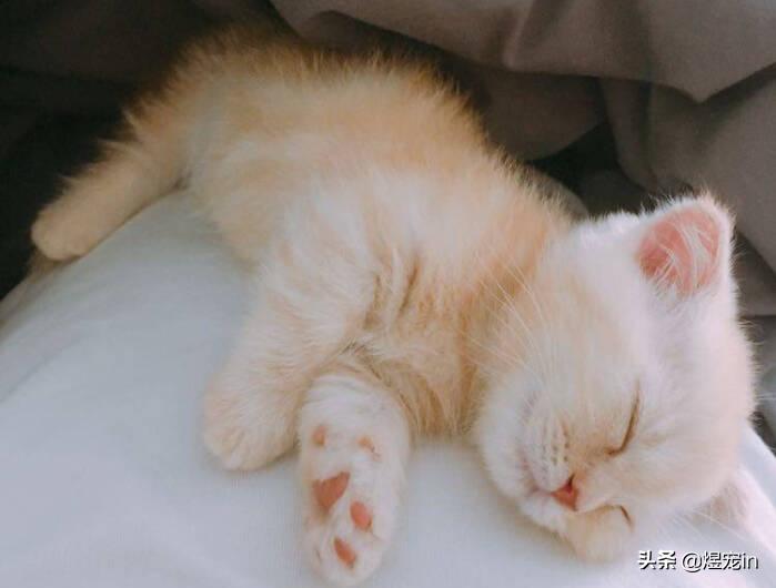 猫咪天冷不睡猫窝,猫咪不睡自己窝怎么办