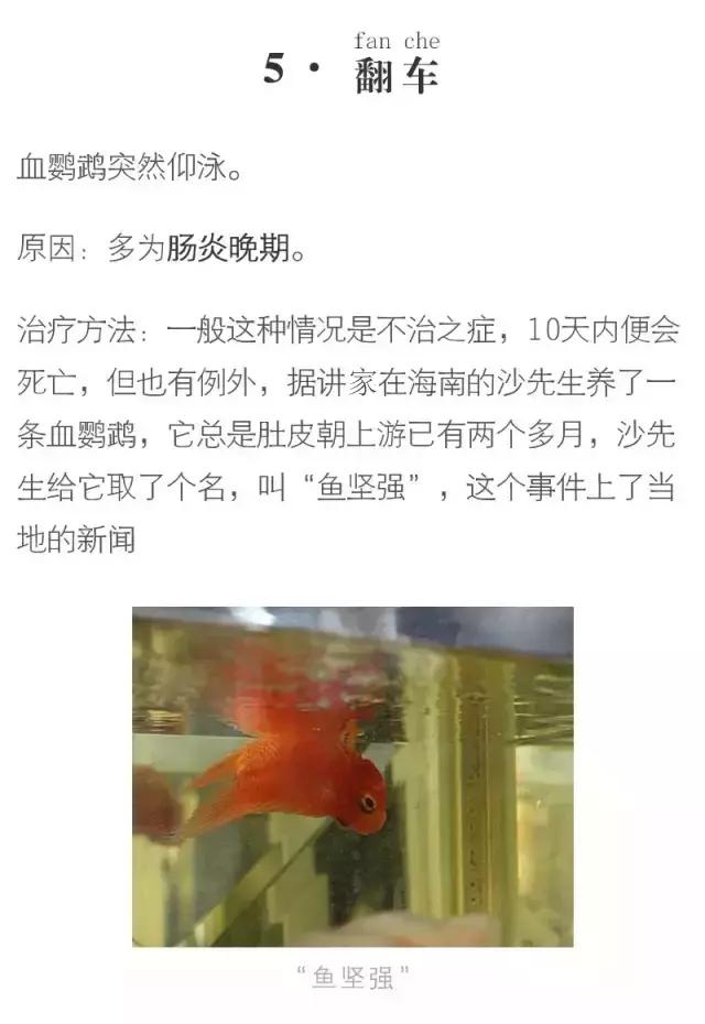 血鹦鹉鱼疾病和治疗方法,红鹦鹉怎么治疗最有效