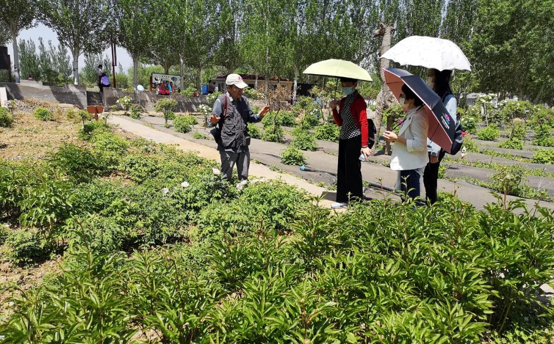 牡丹有哪些新品种,牡丹怎样培育新品种视频讲解