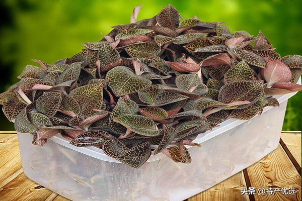 福建金线莲基地,福建金线莲市场