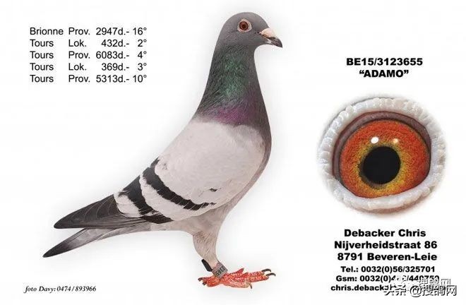 比利时最强的球星,比利时超级种鸽