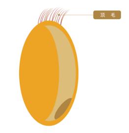 日本小麦粉的种类,日式强力粉与日式法式粉区别