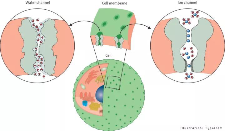 科学家对细胞膜成分的探索历程,细胞膜的相关科学史