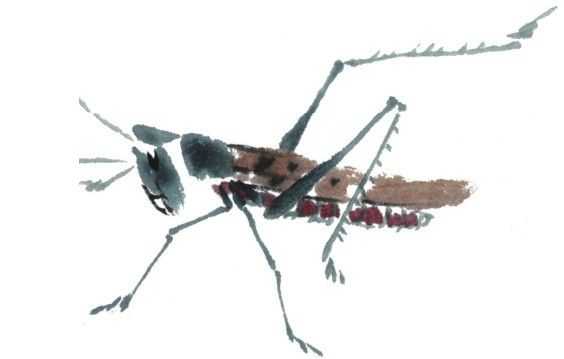 残荷蜻蜓国画画法及调色,徐湛国画蜻蜓的画法