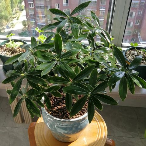 金边瑞香怎么养才能养得更好,金边瑞香怎么养才能长得快