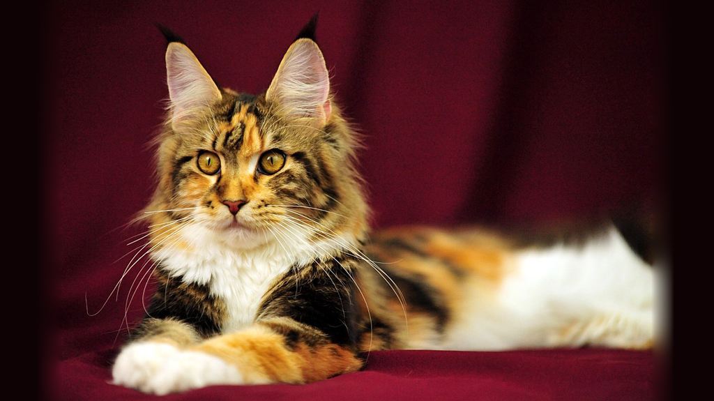 长毛缅因猫霸气名字大全,霸气的棕虎斑缅因猫视频