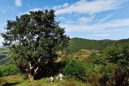 中国六大普洱茶山,普洱真正的六大茶山