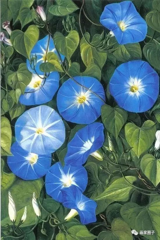 100种漂亮花卉图片,100张漂亮花图