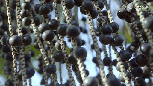 据说水果涨价，跟这剧的大火有点关系