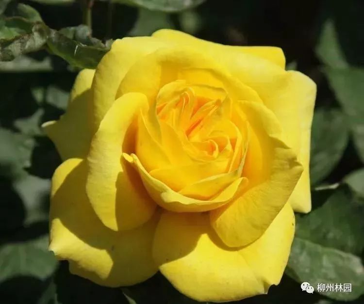 父亲节折什么花给父亲好,父亲节送给父亲什么