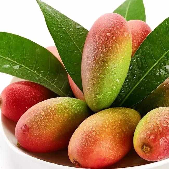 大青芒贵妃芒椰香芒哪个最好,贵妃芒金煌芒青芒有什么区别